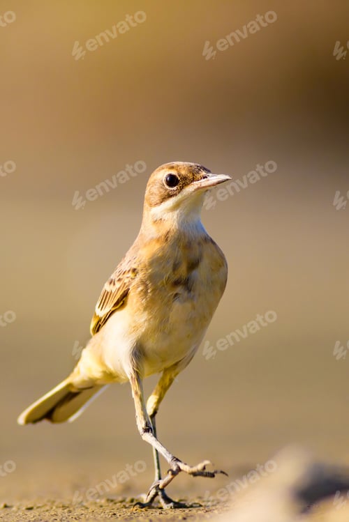 Preview: Cute Yellow Bird. Western Yellow Wagtail. Nature Background.