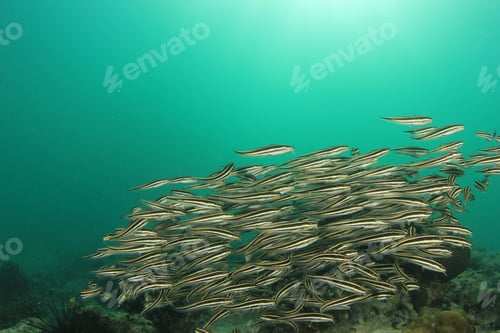 Preview: Striped Eel Catfish Shoal Underwater