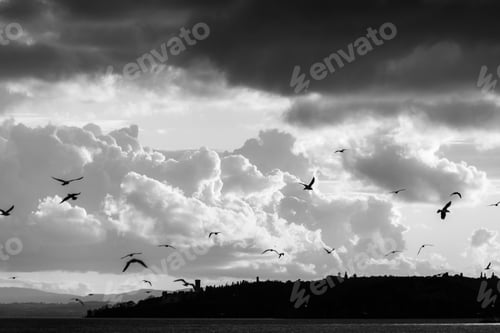 Preview: Birds Flying Over Trasimeno Lake