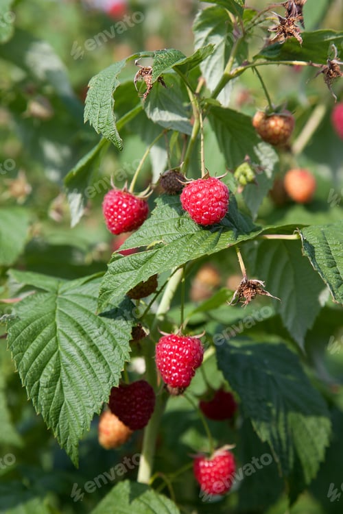 Preview: Lots Of Red Ripe Raspberries On A Bush. Close Up Of Fresh Organic Berries With Green Leaves On