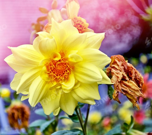 Preview: Colorful Flowers Dahlia On The Background Of The Summer Landscape