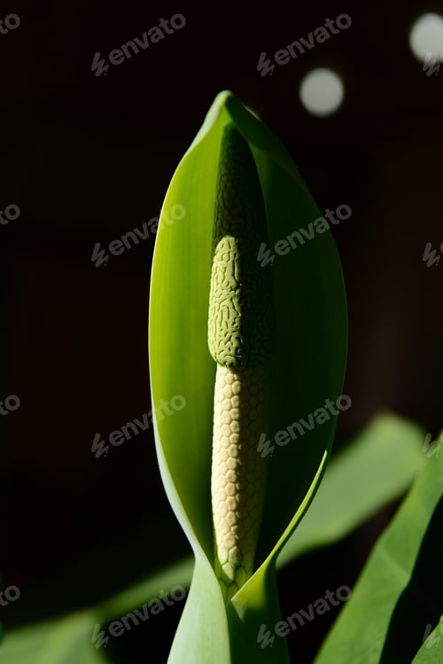 Preview: Beautiful Green Flower
