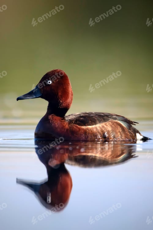 Preview: Swimming Duck. Natural Lake Habitat Background. Bird: Ferruginous Duck. Aythya Nyroca.