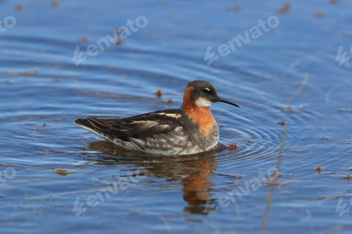 Preview: Red-Necked Phalarope (Phalaropus Lobatus) Iceland
