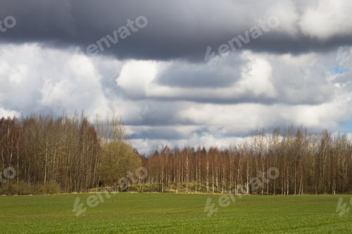 Preview: Processed Cereal Fields In Spring