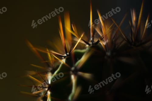 Preview: Cactus Echinopsis Tubiflora, Selective Soft Focus, Black Background