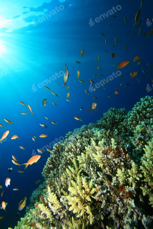 Preview: Coral Reef And Fish In Blue Water