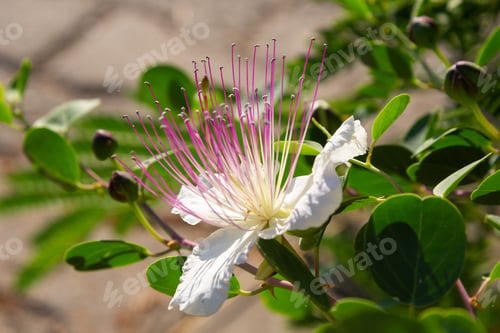 Preview: Close Up On Flowers Of Caper Shrub (Capparis Spinosa). Purple And White Flowers Of Caperous Spiny