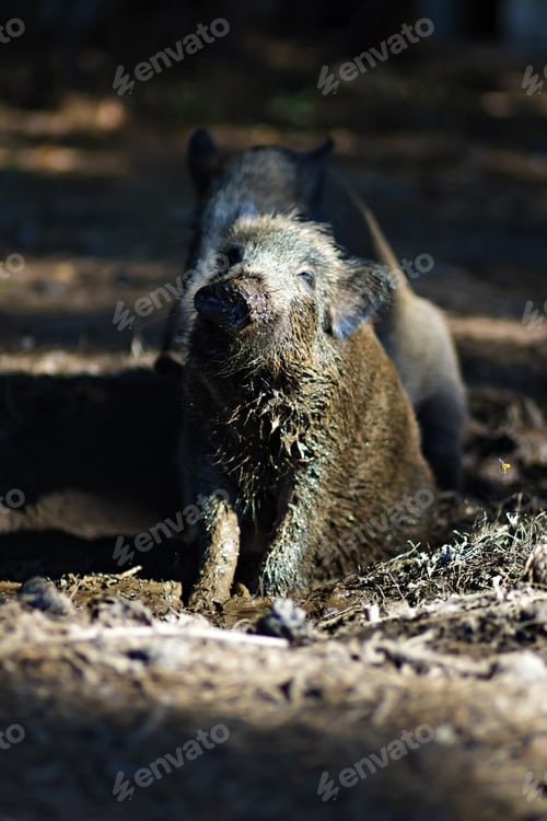Preview: Wild Boar. Forest Background.