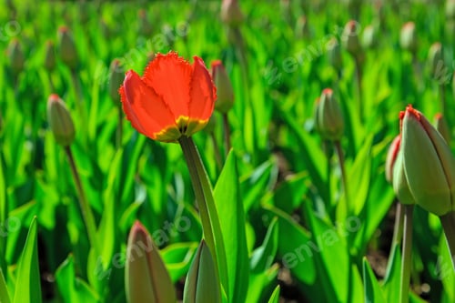 Preview: The Buds Of Red Tulips In Spring Garden. Blossoming Tulips