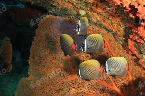 Preview: Redtailed Butterflyfish