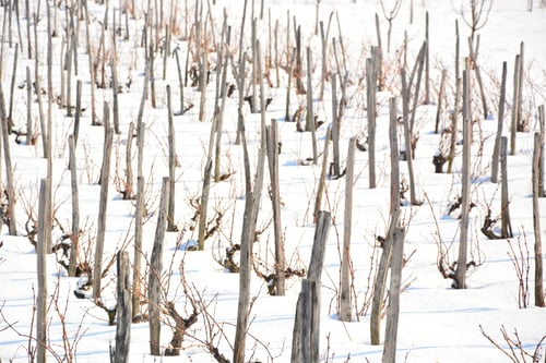 Preview: Winter Vineyard Under The Snow