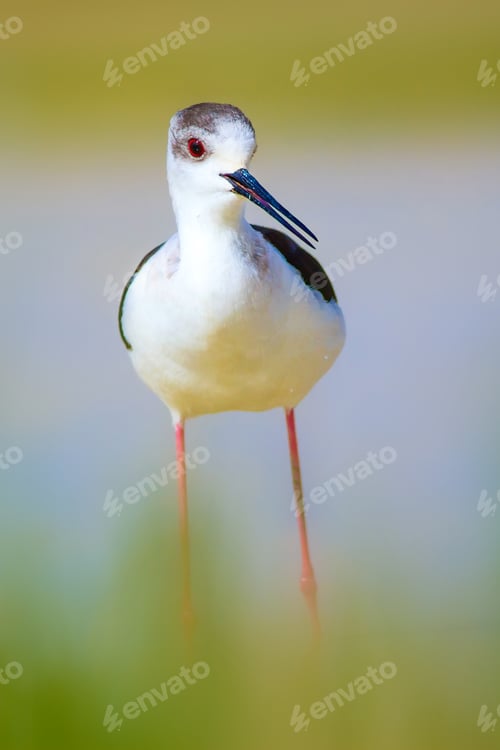 Preview: Cute Water Bird. Natural Background.