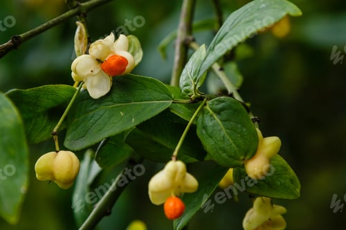 Preview: Euonymus Europaeus Albus (Spindle) - Fruits On A Branch