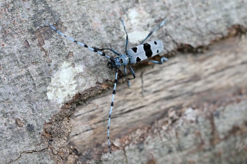Preview: Rosalia Longicorn (Rosalia Alpina) Or Alpine Longhorn Beetle Swabian Jura Germany