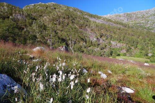 Preview: Mountain Landscape With Cottongrass (Eriophorum Angustifolium) In Nordhordland Region, Norway.