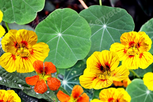 Preview: Nasturtium Flowers