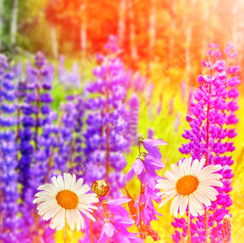 Preview: Summer Landscape With Beautiful Bright Lupine Flowers