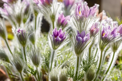 Preview: Eastern Pasqueflowers Or Rock Lily, Prairie Crocus, Cutleaf Anemone (Pulsatilla Patens) Blossom In