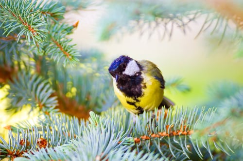 Preview: Bird On Pine Tree. Great Tit / Parus Major