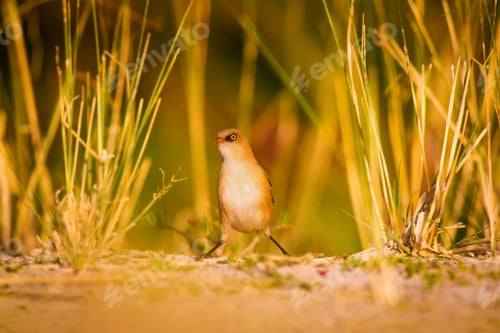 Preview: Cute Bird. Warm Colors Nature Background Bearded Reedling / Panurus Biarmicus
