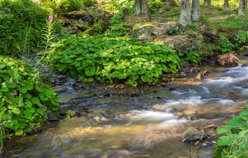 Preview: Beautiful And Clean Little Stream With Several Stones And Green Plants On The Bank In The Forest