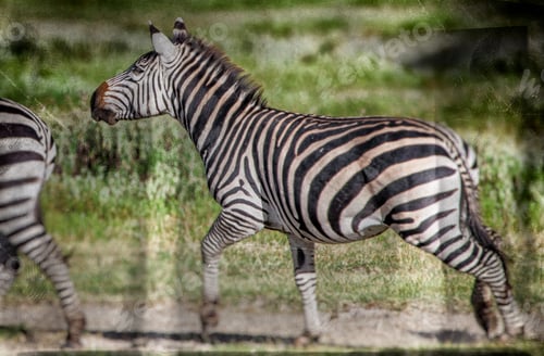 Preview: Vanishing Africa: Vintage Style Image Of Zebras In The Ngorongoro Crater, Tanzania