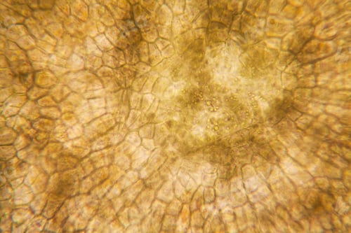 Preview: Onion Root Cells At The Microscope