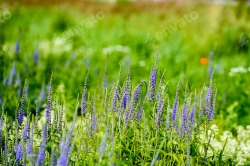 Preview: Field With Summer Flowers Blooming With Blur Background