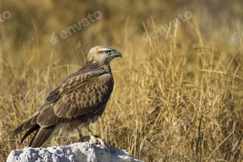 Preview: Bird Of Prey And Its Hunt. Yellow Nature Background. Bird: Long Legged Buzzard. Buteo Rufinus