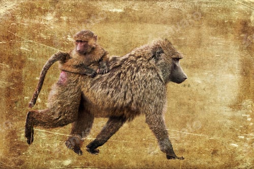 Preview: Female Baboon With Her Baby On Textured Grunge Background