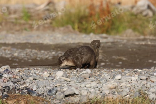 Preview: River Otter Yellowstone N.P., Wyoming