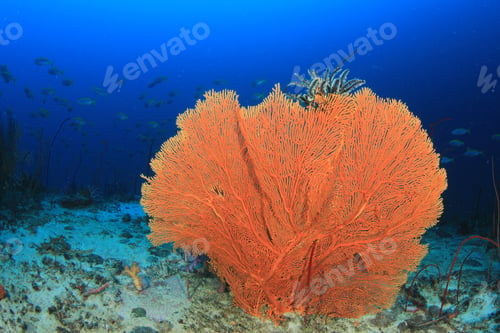 Preview: Coral Reef And Fish In Ocean