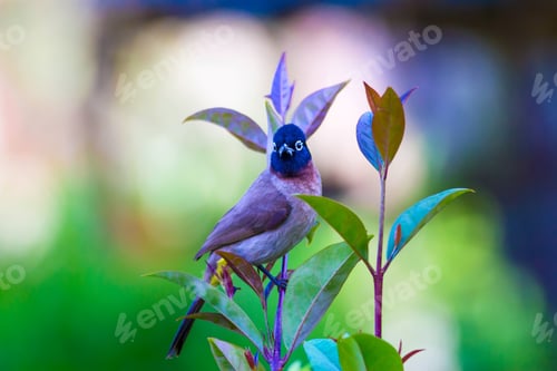 Preview: White Spectacled Bulbul. Green Nature Background. Pycnonotus Xanthopygos