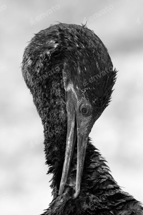 Preview: Socotra Cormorant Preening At Busiateen Coast, Bahrain