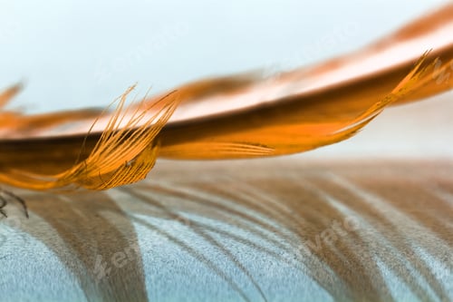 Preview: Colorful Hen Feather With Details And Reflexions