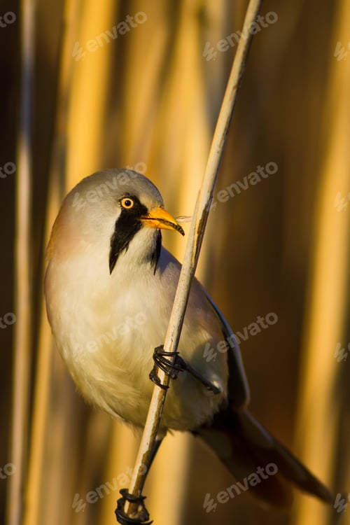 Preview: Funny, Bearded Bird. Nature Background.