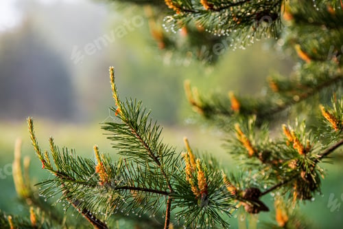 Preview: Tree Branches And Leaves On Blur Background. Abstract Texture In Nature