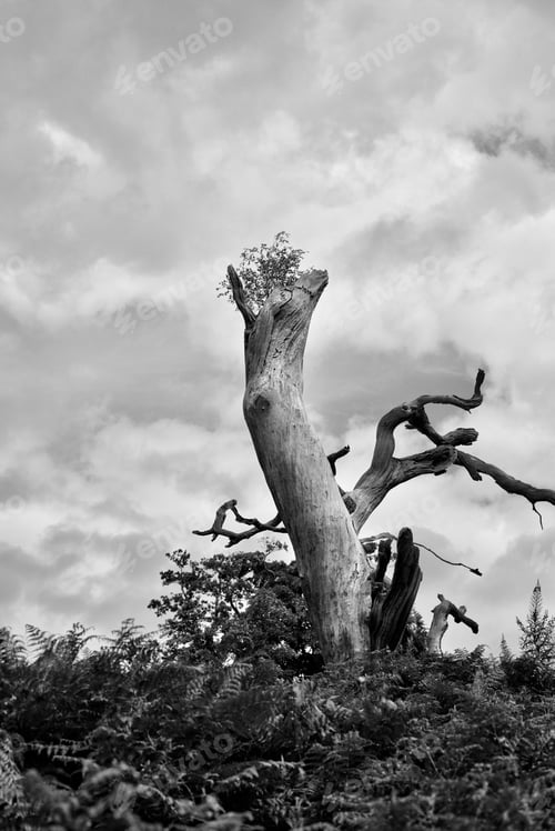 Preview: Dead Tree Stripped Of Bark