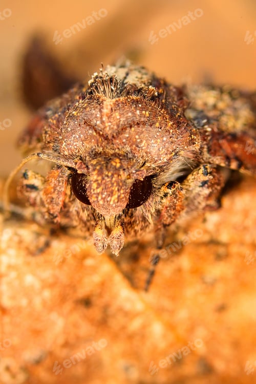 Preview: Portrait Head Of Clothes Moth. Macro Photography. Natural Yellow Background.