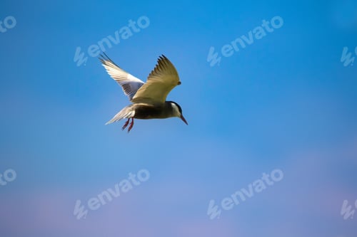 Preview: Flying Bird Tern. Blue Sky And White Clouds Background.