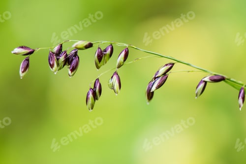 Preview: White Spring Flowers On Green Background With Shallow Depth Of Field