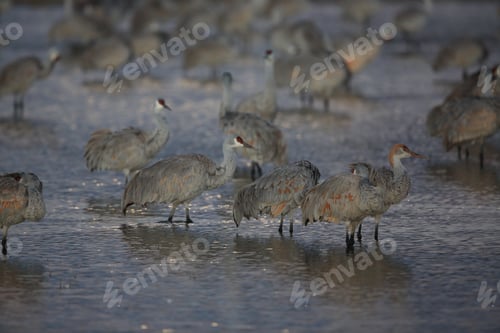 Preview: Sandhill Crane Bosque Del Apache Wildlife Reserve New Mexico Usa