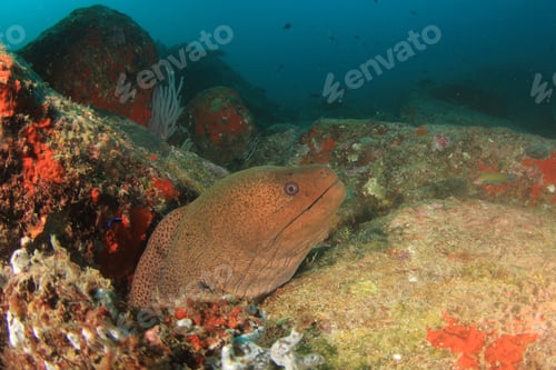 Preview: Giant Moray Eel