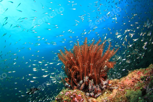 Preview: Coral And Fish Underwater