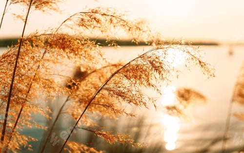 Preview: River Reed In The Rays Of The Setting Sun