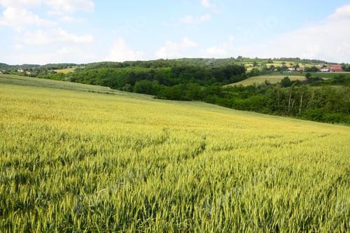 Preview: Field Of Grain In June