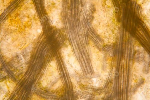 Preview: Microscopic View And Details Of Rotten Tulip Stem