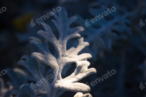 Preview: Silver Dust Cineraria Maritima In The Garden, Close Up.
