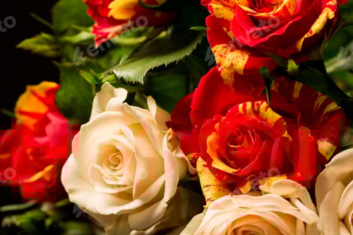 Preview: Colorful, Beautiful, Delicate Roses With Details And Reflexions
